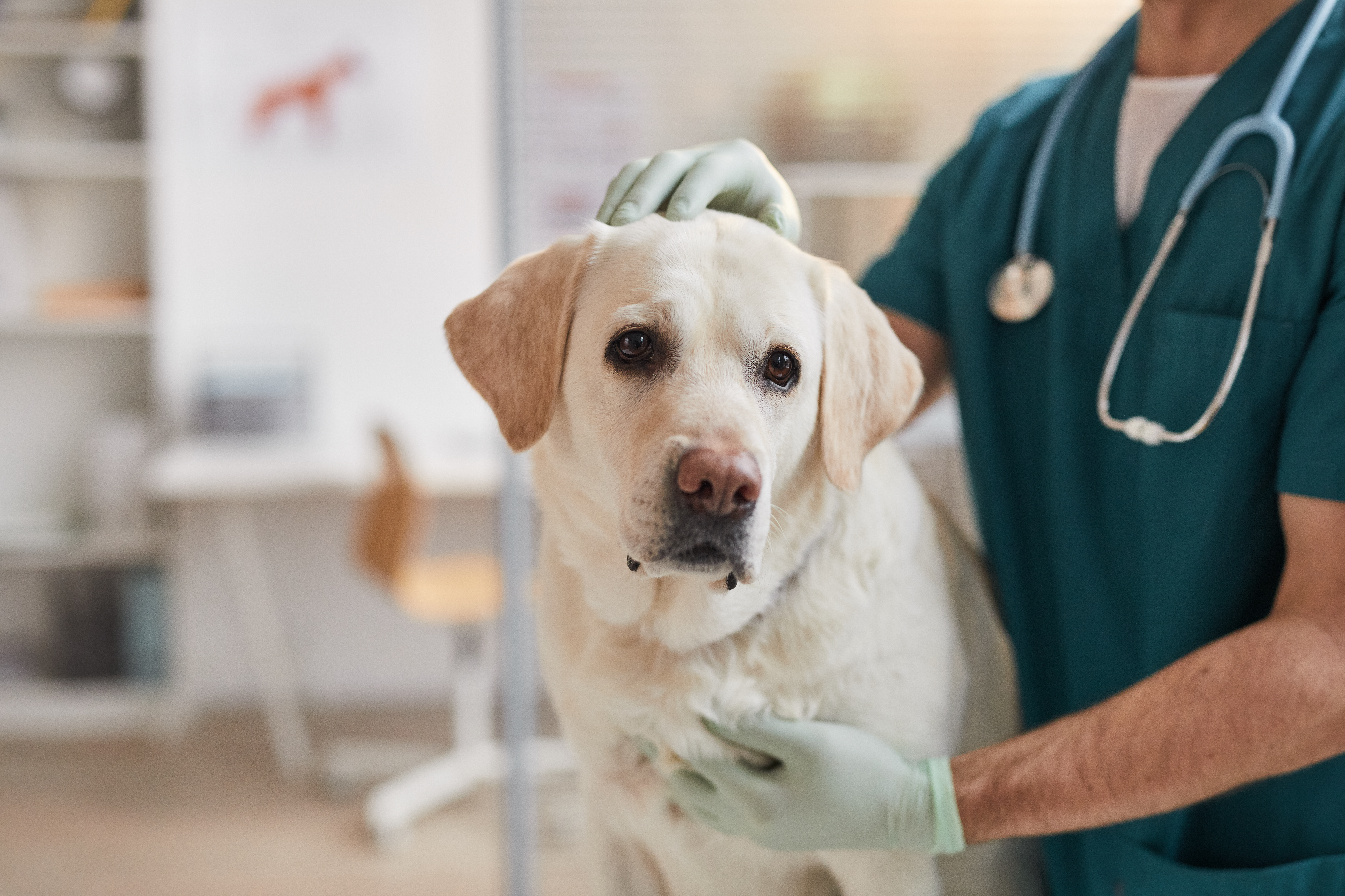 Hund beim Tierarzt