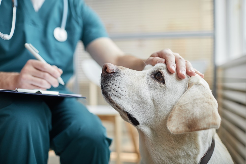 Hund beim Tierarzt