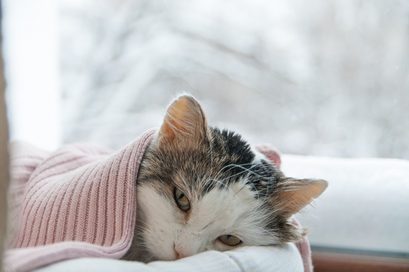 Kranke Katze