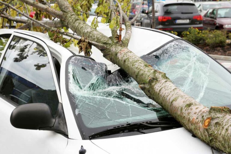 Baum Sturm Versicherung Baum Sturm Versicherung