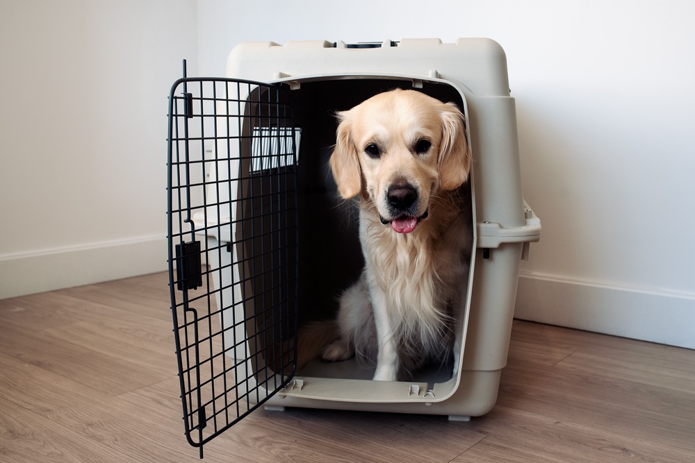 Hund in einer Transportbox